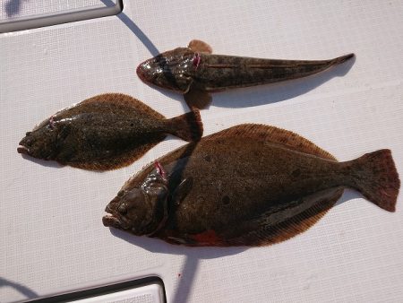 フィッシングボートACE(エース) 釣果