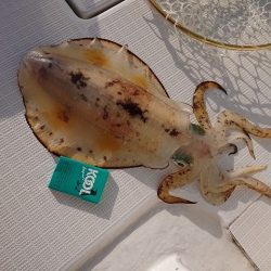 フィッシングボートACE(エース) 釣果