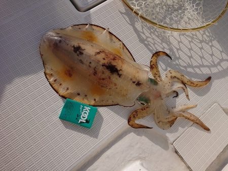 フィッシングボートACE(エース) 釣果