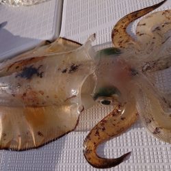 フィッシングボートACE(エース) 釣果