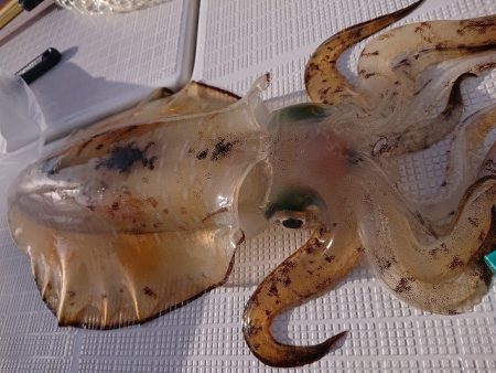 フィッシングボートACE(エース) 釣果