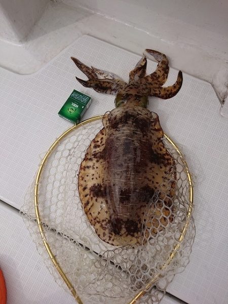 フィッシングボートACE(エース) 釣果