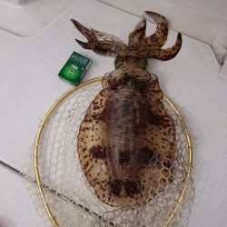 フィッシングボートACE(エース) 釣果