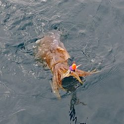 フィッシングボートACE(エース) 釣果