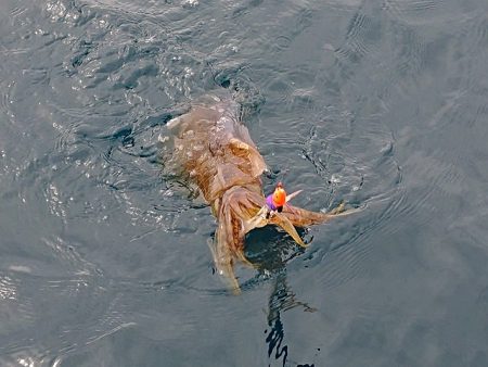 フィッシングボートACE(エース) 釣果