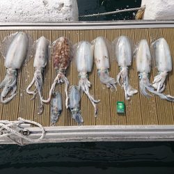 フィッシングボートACE(エース) 釣果