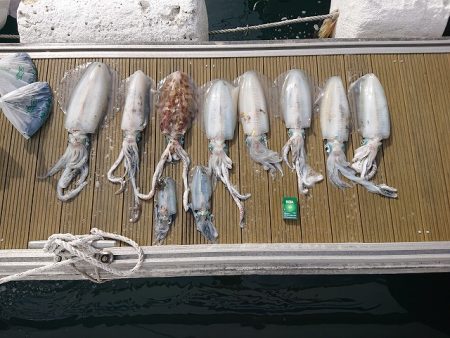 フィッシングボートACE(エース) 釣果