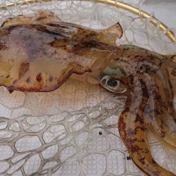 フィッシングボートACE(エース) 釣果