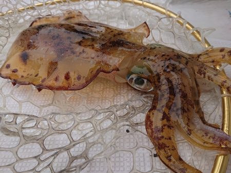 フィッシングボートACE(エース) 釣果