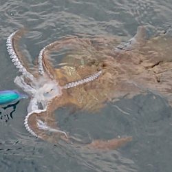 フィッシングボートACE（エース） 釣果