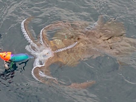 フィッシングボートACE（エース） 釣果