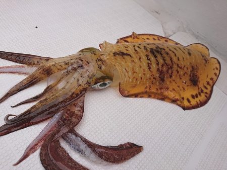 フィッシングボートACE（エース） 釣果