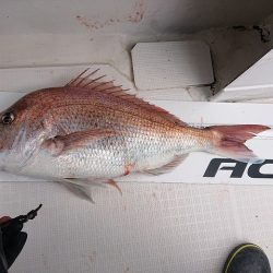 フィッシングボートACE(エース) 釣果