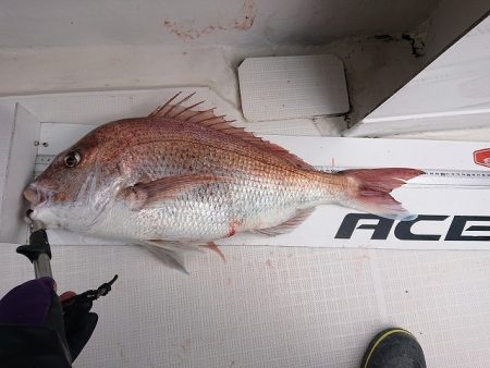 フィッシングボートACE(エース) 釣果