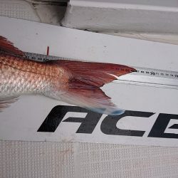 フィッシングボートACE(エース) 釣果