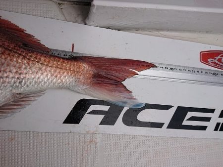 フィッシングボートACE(エース) 釣果