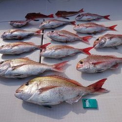 フィッシングボートACE(エース) 釣果