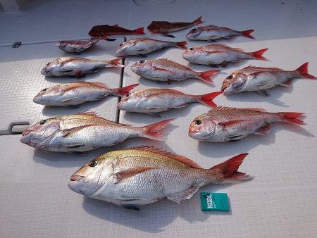 フィッシングボートACE(エース) 釣果