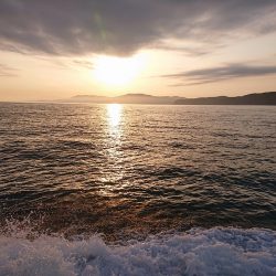 フィッシングボートACE(エース) 釣果