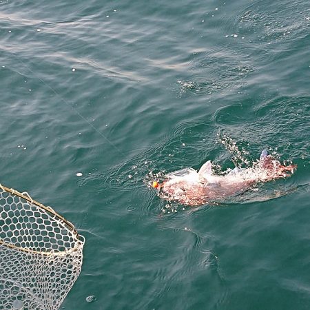 フィッシングボートACE(エース) 釣果