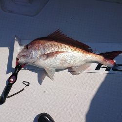 フィッシングボートACE(エース) 釣果