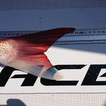 フィッシングボートACE(エース) 釣果