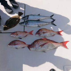 フィッシングボートACE(エース) 釣果