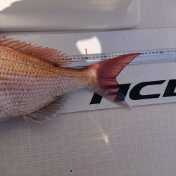 フィッシングボートACE(エース) 釣果