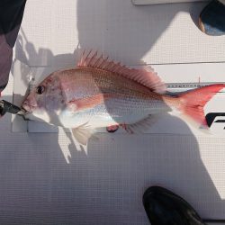 フィッシングボートACE(エース) 釣果