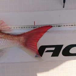 フィッシングボートACE(エース) 釣果