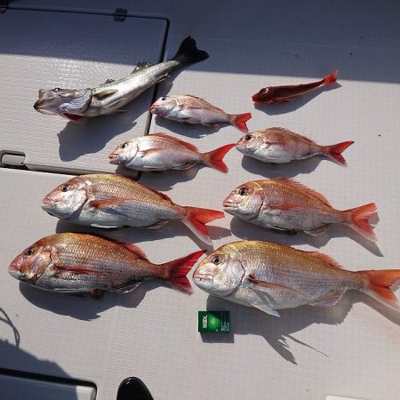 フィッシングボートACE（エース） 釣果