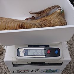 フィッシングボートACE(エース) 釣果