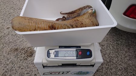 フィッシングボートACE(エース) 釣果