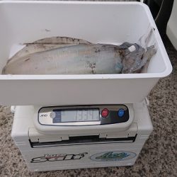 フィッシングボートACE(エース) 釣果