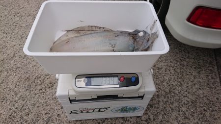 フィッシングボートACE(エース) 釣果