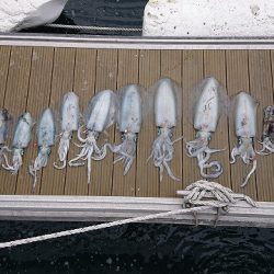 フィッシングボートACE(エース) 釣果