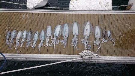 フィッシングボートACE(エース) 釣果