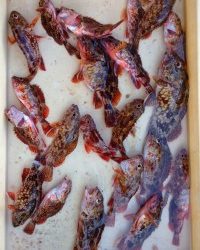 和歌山マリーナシティ釣り公園 釣果