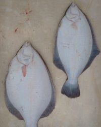 和歌山マリーナシティ釣り公園 釣果