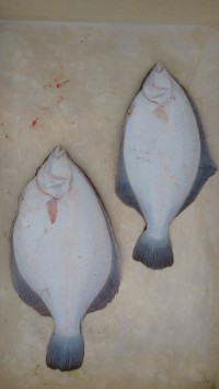 和歌山マリーナシティ釣り公園 釣果