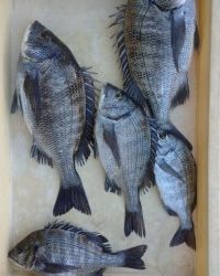 和歌山マリーナシティ釣り公園 釣果