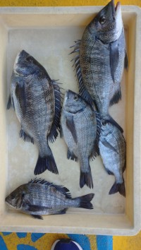 和歌山マリーナシティ釣り公園 釣果