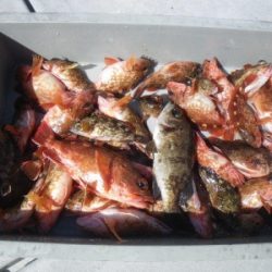 磯部釣船 直栄丸 釣果