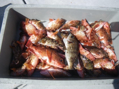 磯部釣船 直栄丸 釣果