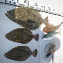 磯部釣船 直栄丸 釣果