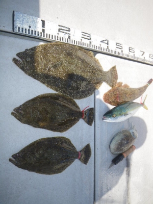 磯部釣船 直栄丸 釣果