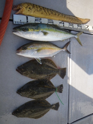 磯部釣船 直栄丸 釣果