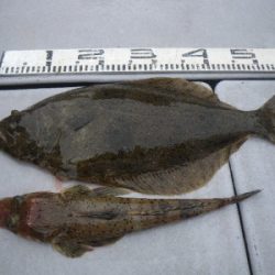 磯部釣船 直栄丸 釣果