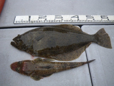 磯部釣船 直栄丸 釣果