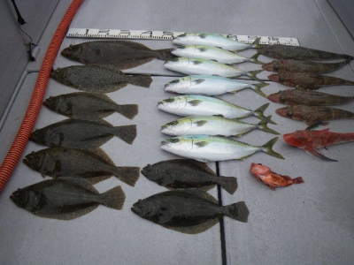 磯部釣船 直栄丸 釣果